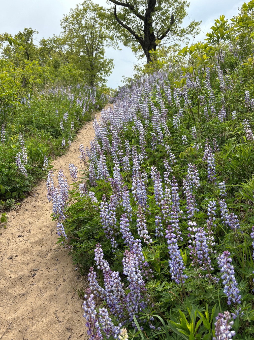 The best trails in the Indiana Dunes to hike among&nbsp;lupines
